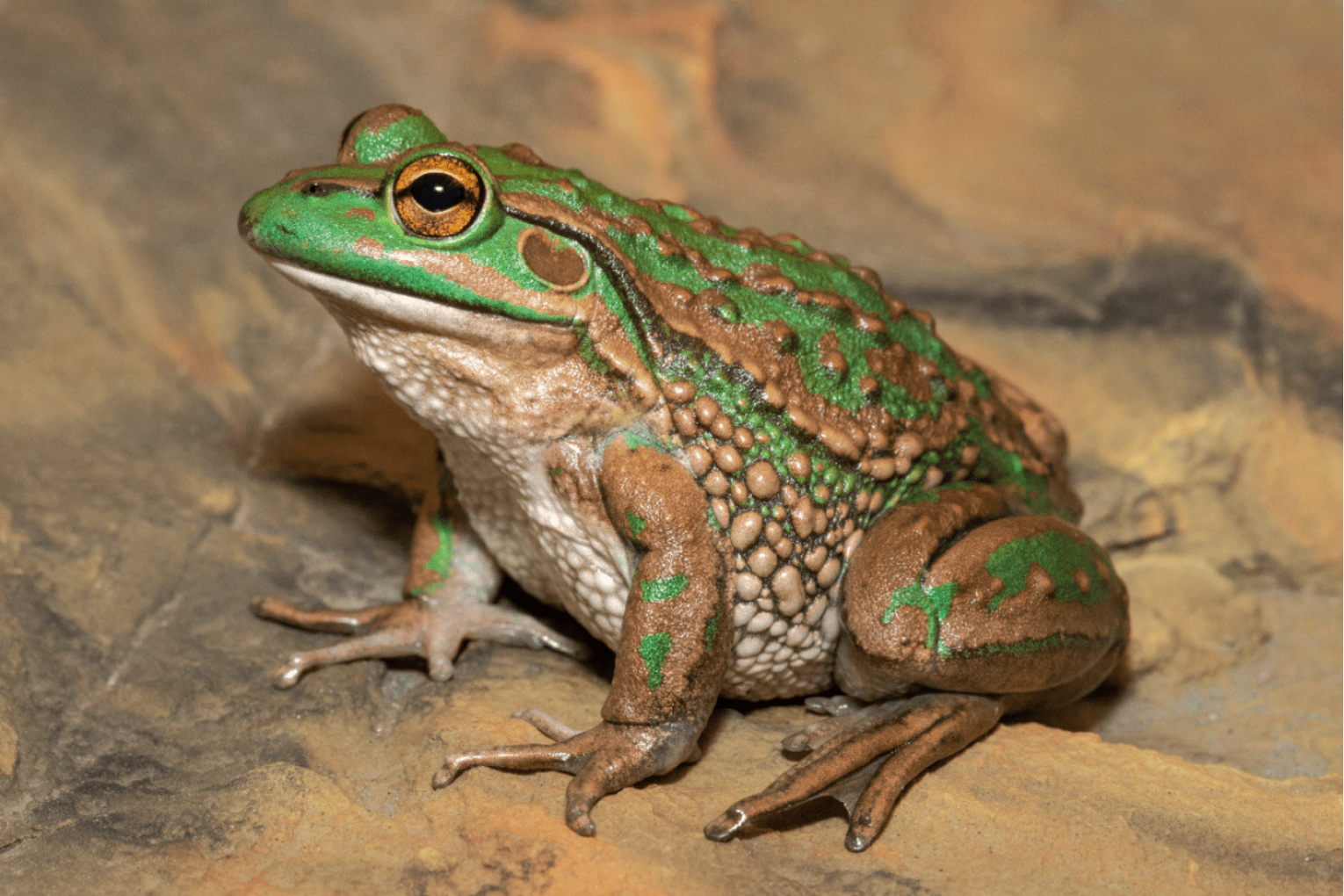 The southern bell frog is one of four species for which conservation efforts will be funded. Photo: supplied