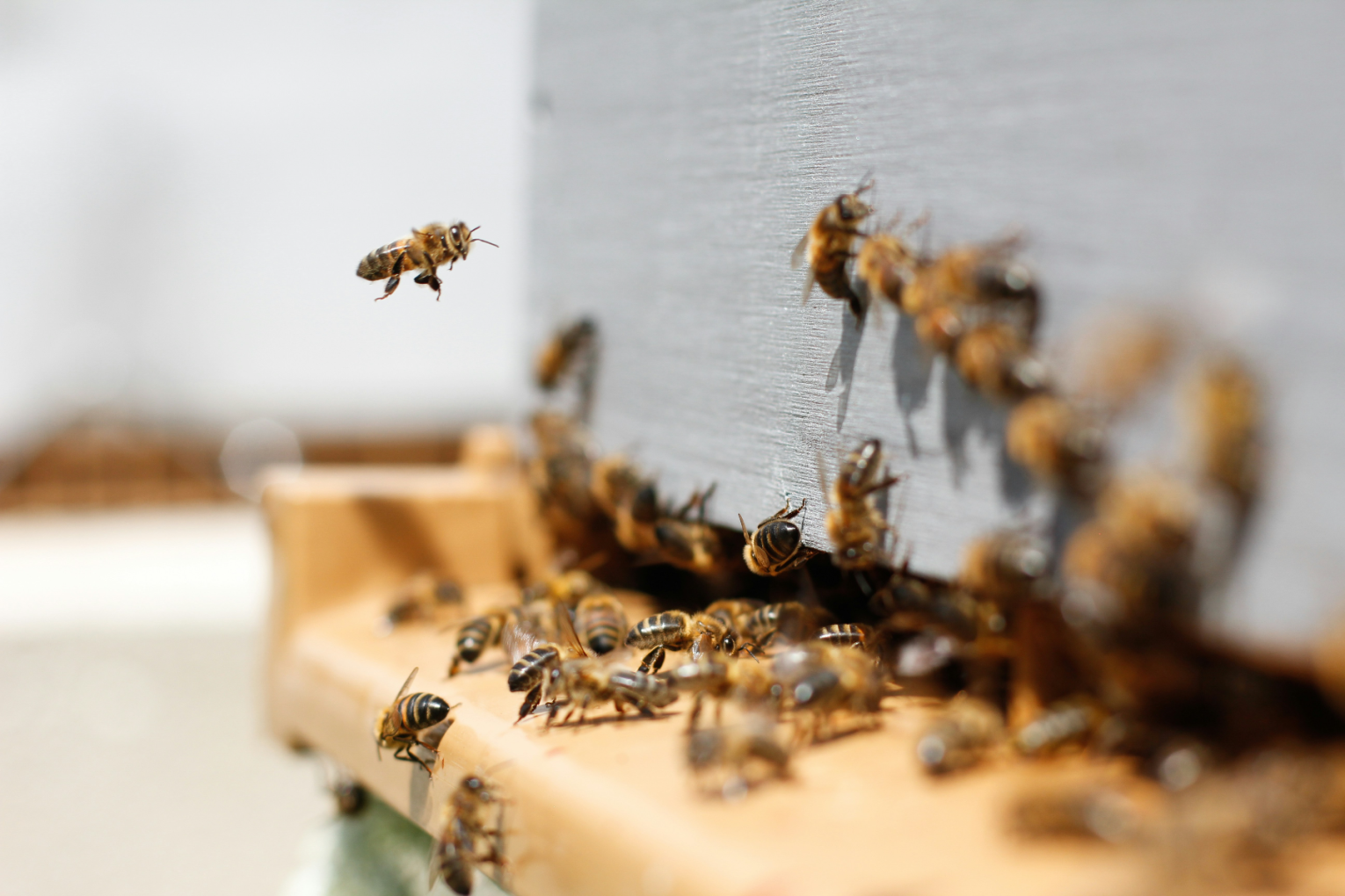 PIRSA has prepared a management plan for the infestation of a pest which impacts honeybees. Photo: Unsplash