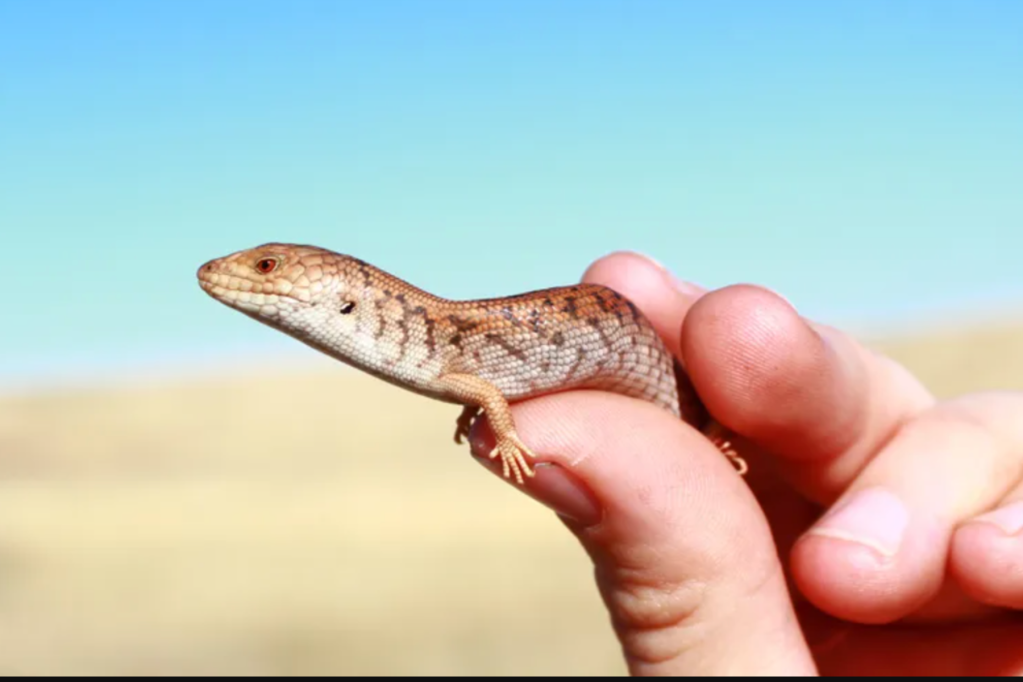 Thumbnail for Conservation efforts for a rediscovered lizard