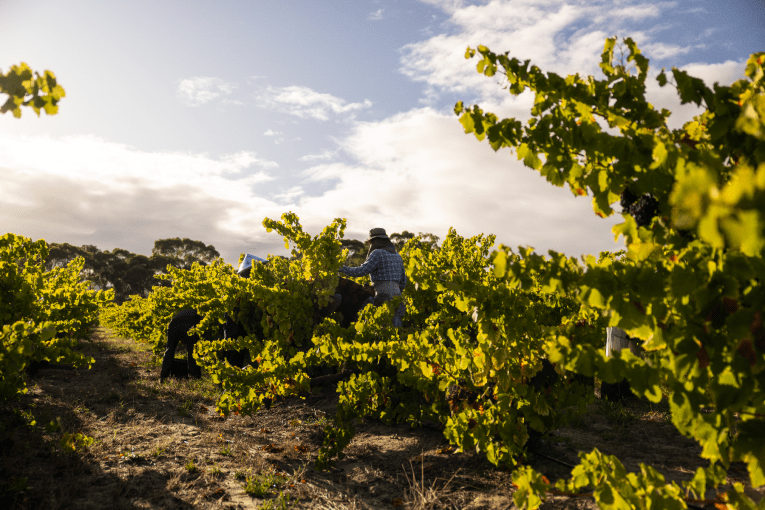 Thumbnail for How can Australia’s wine industry survive an uncertain future?
