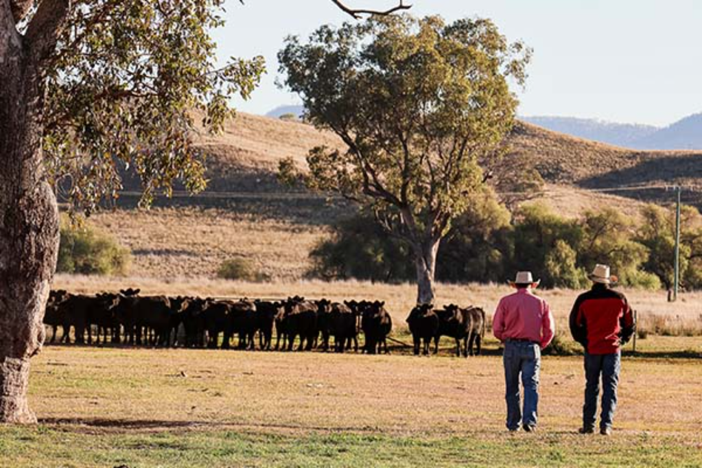 US tariffs will cause slower growth in major SA markets for agricultural products. Photo: Elders