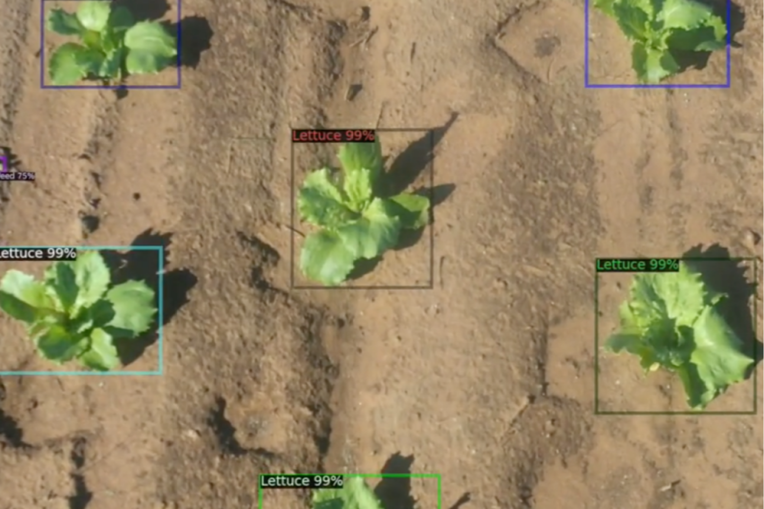 Flux Robotics uses AI to differentiate between weeds and crops. Image: Flux Robotics.