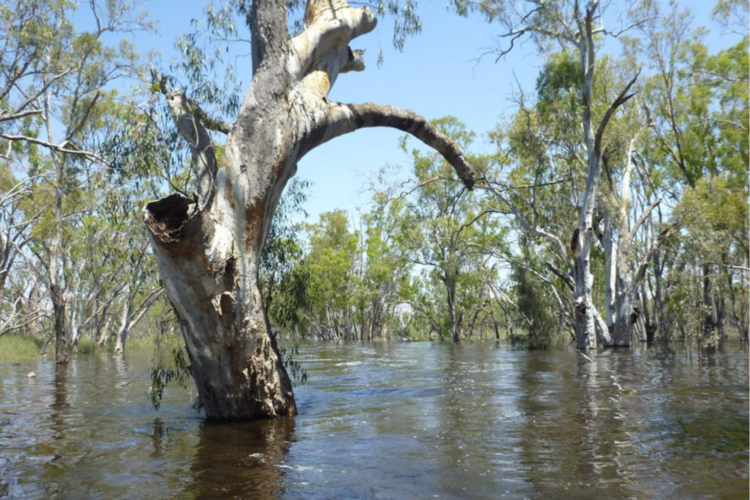 An Environment Protection Authority report highlights risks for the state's biodiversity. Photo: Department of Environment, Water and Natural Resources.