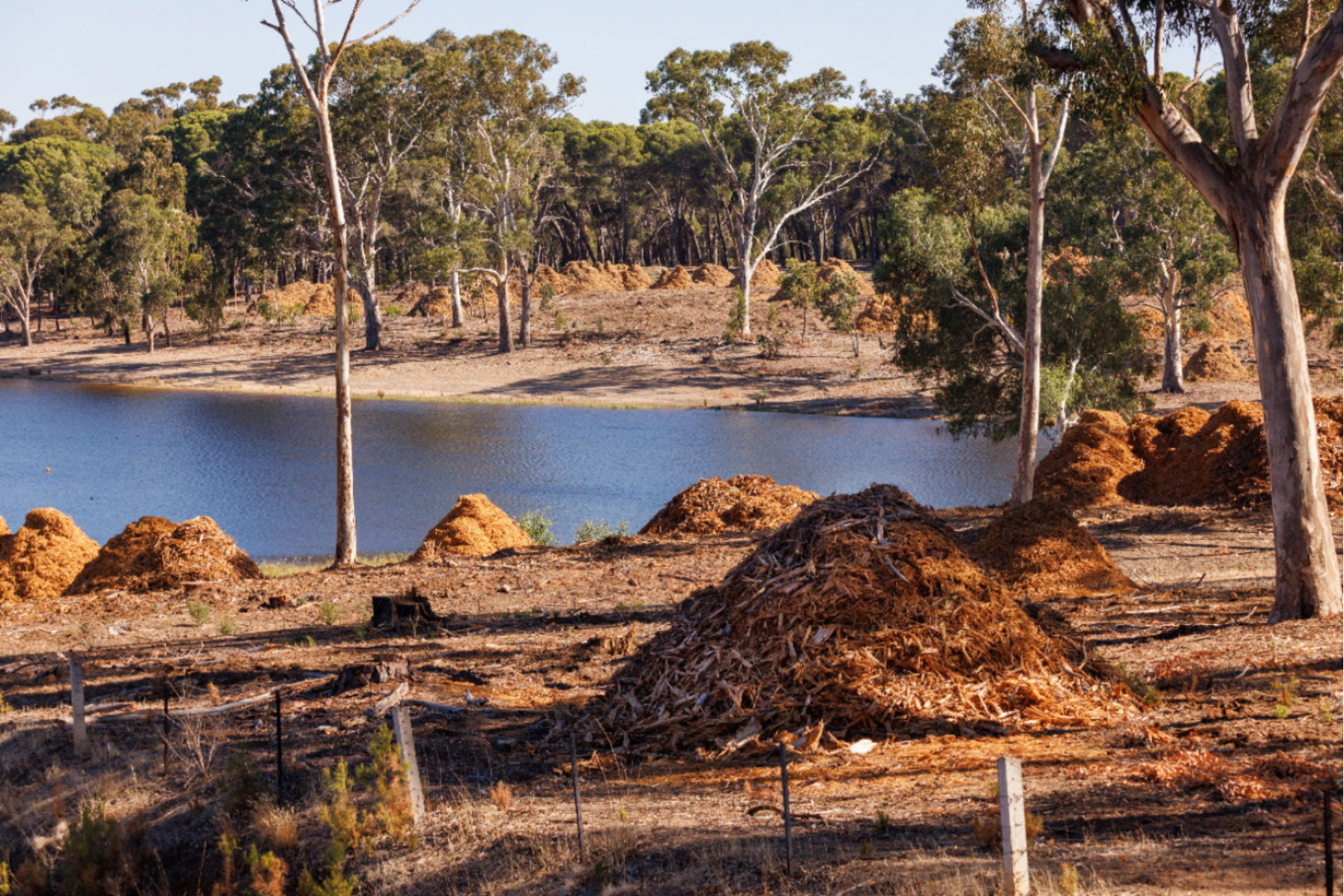 Hundreds of trees infected with giant pine scale have been cut down in the Tea Tree Gully area. Photo: Tony Lewis / InDaily