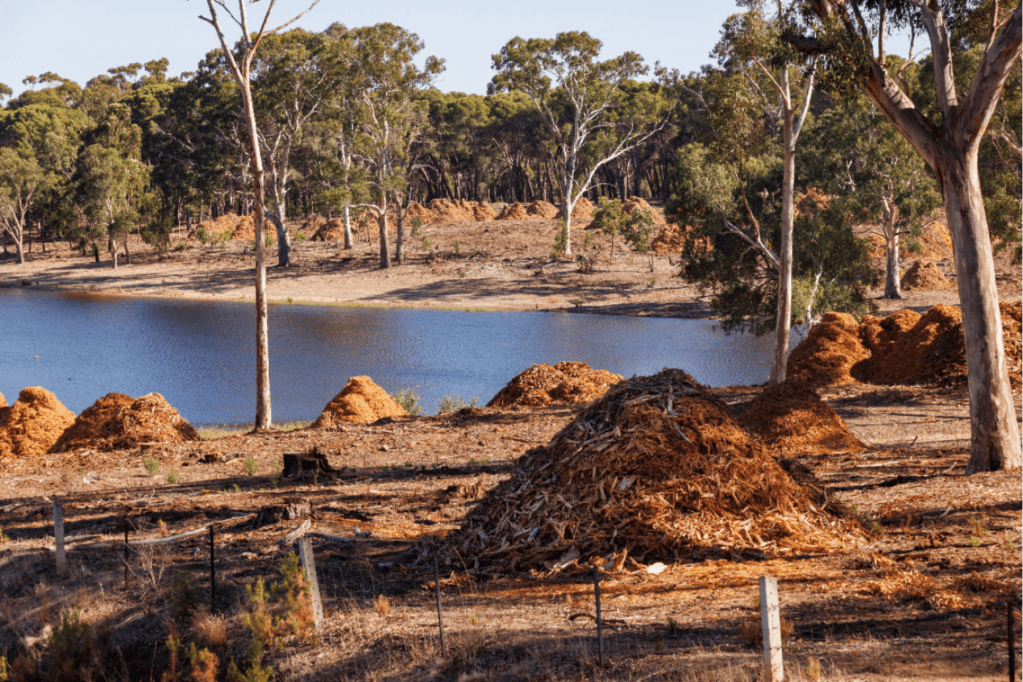 Thumbnail for Nearly 800 trees axed after pest infestation