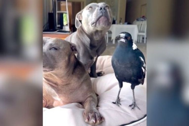 Thumbnail for ‘Made an error’: Court overturns magpie star licence