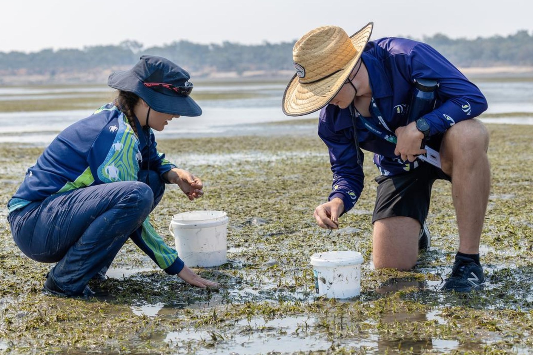 Seagrass collected near Gladstone is taken to a nursery which aims to replenish wild meadows. Photo: supplied by Great Barrier Reef Foundation / AAP