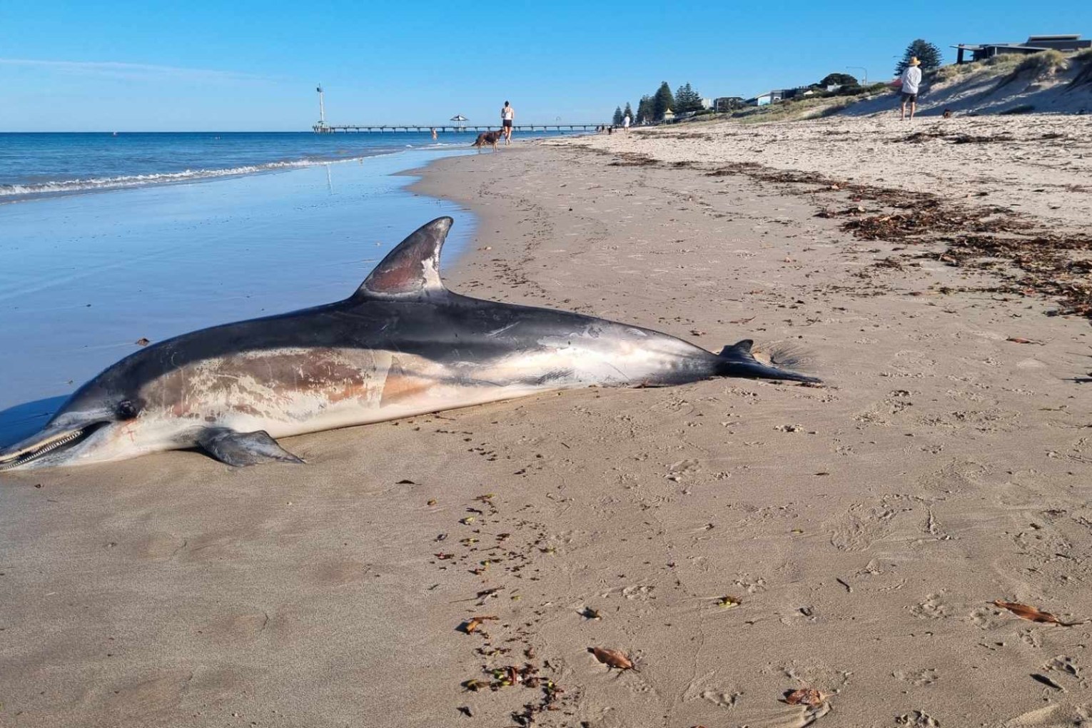 The common dolphin which was found dead on Brighton Beach on December 4. Photo: supplied