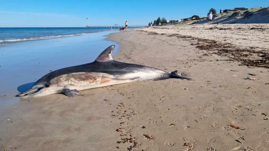 Thumbnail for Long wait to remove dead dolphin on Brighton Beach