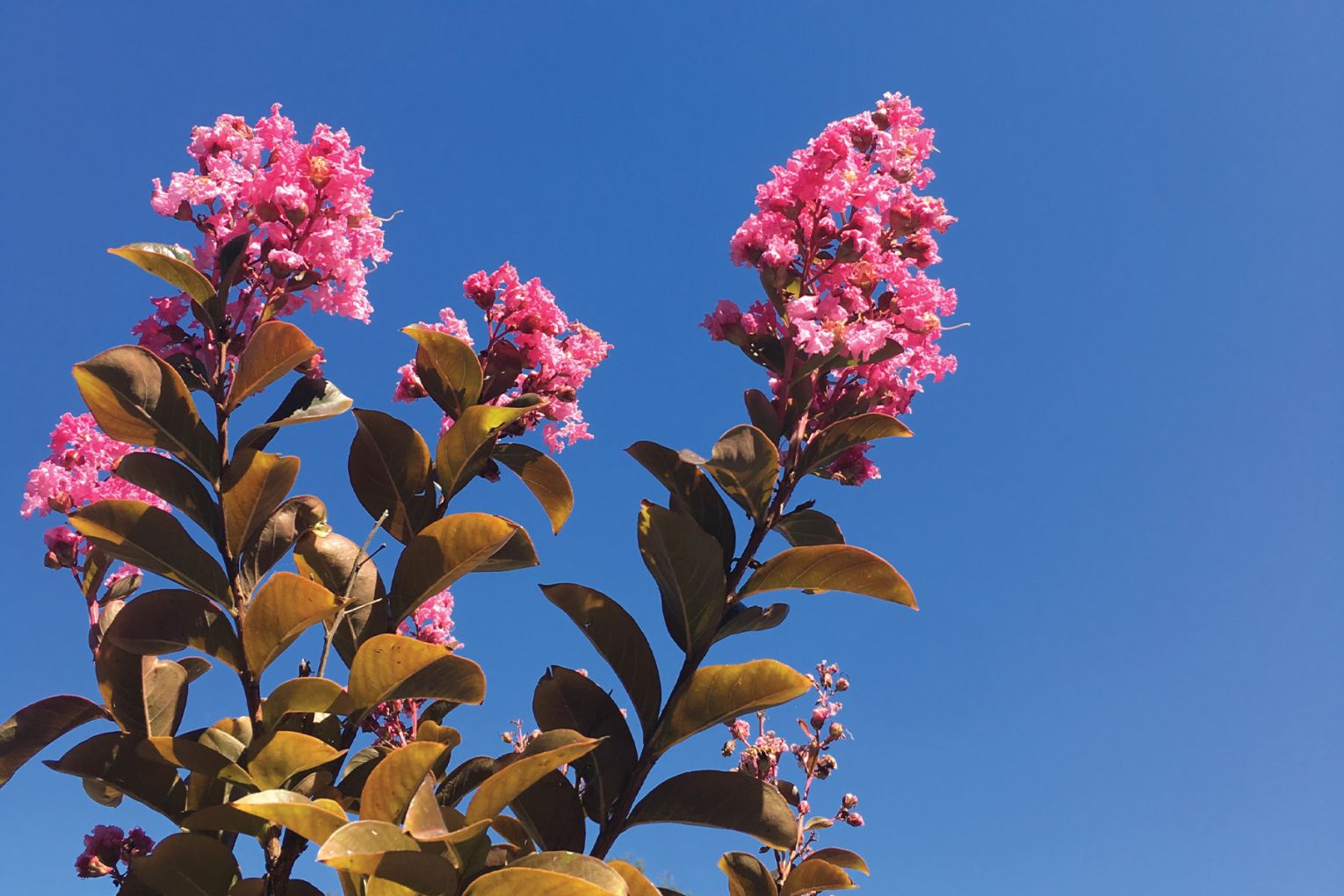 The Sioux variety of crepe myrtle is a much-loved tree.