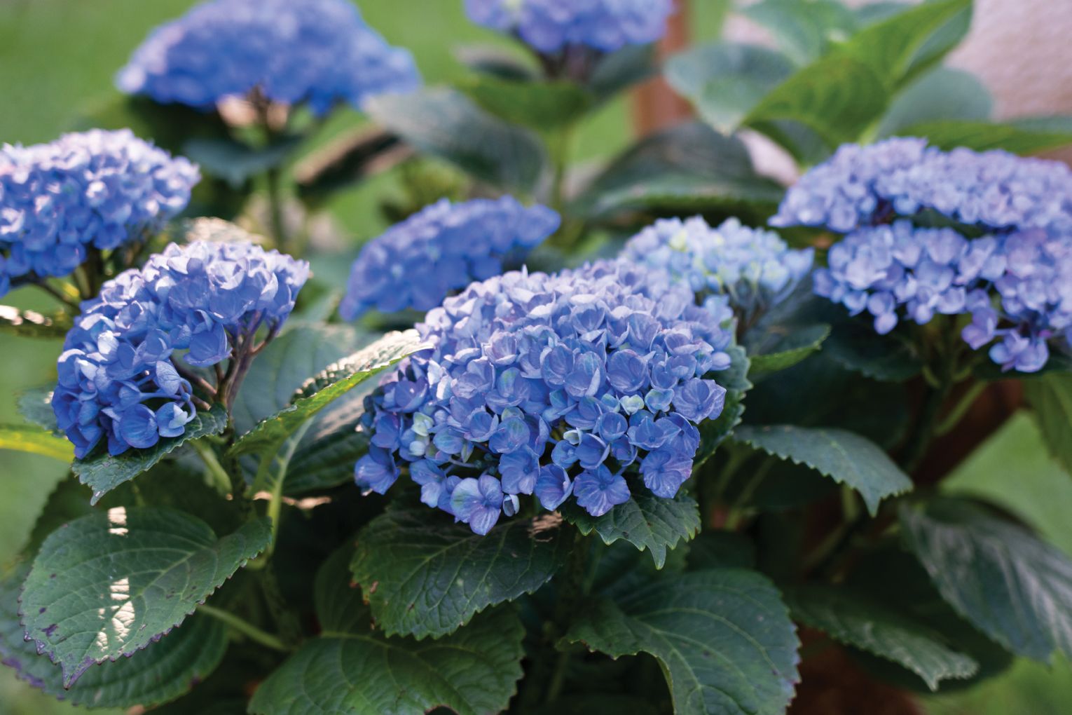 Hydrangea Magical Revolution.