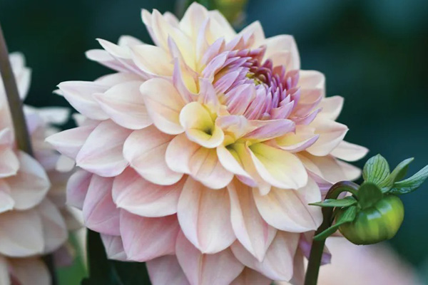 Thumbnail for It’s time to fall in love with dahlias