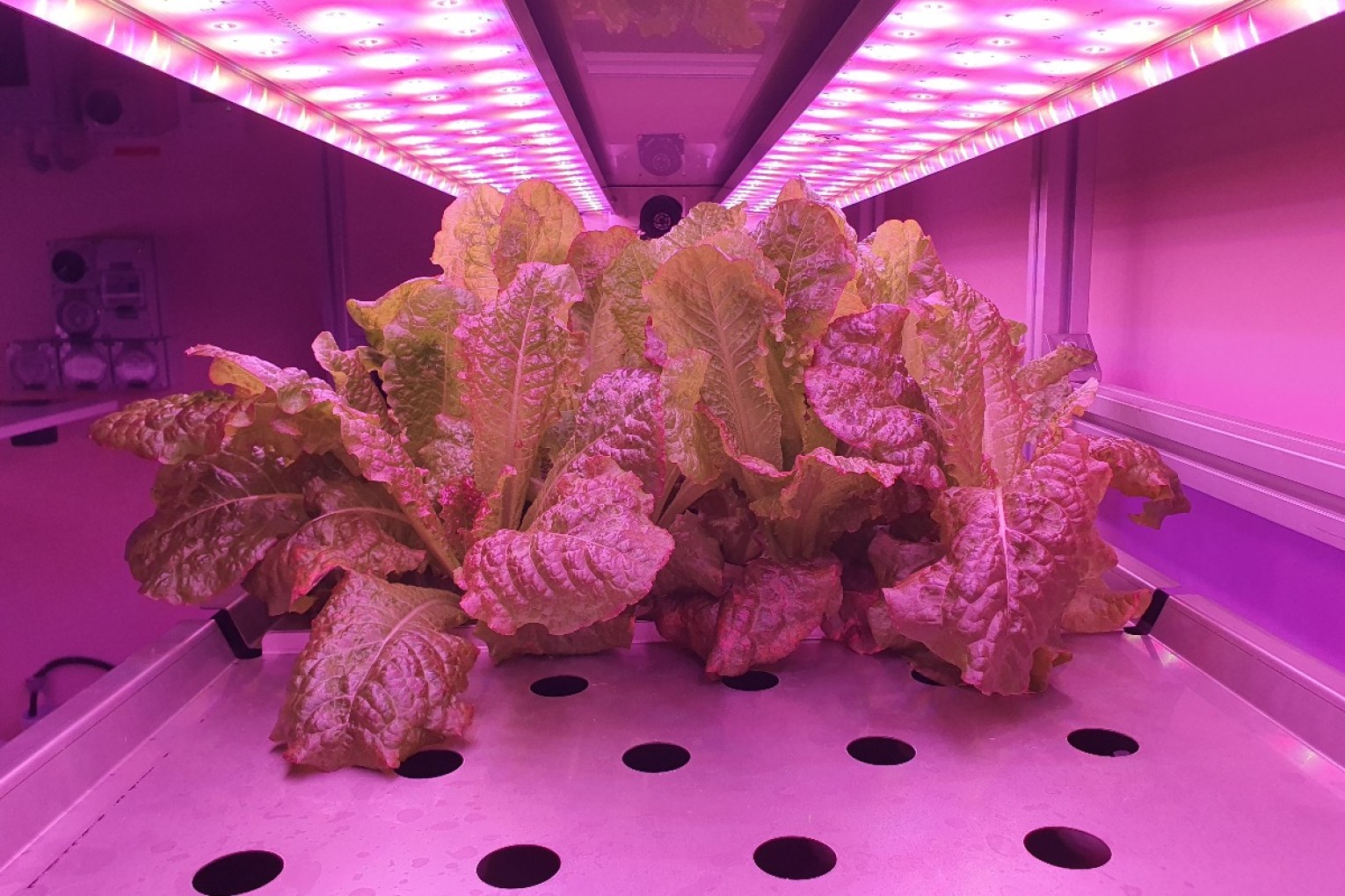 Red romaine lettuce being grown in a VF Vertical Farm at the University of Adelaide’s Waite Campus. Photo: ARC Centre of Excellence in Plants for Space