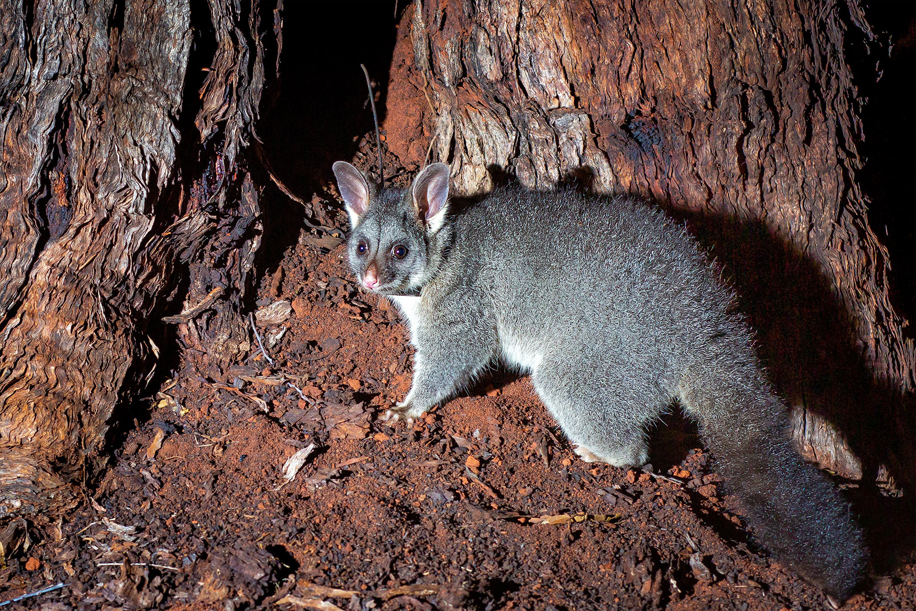 Thumbnail for Possum Magic: Marsupial return signals conservation effort win