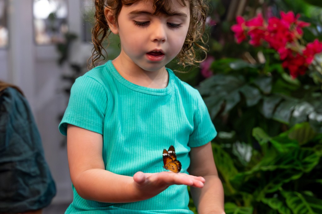 Thumbnail for Flutter into magic – step inside the enchanting Butterfly House at Australia Fair