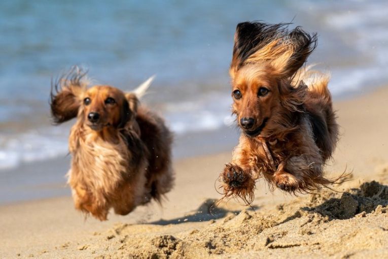 Thumbnail for Wanna go for a walk? A guide to the Gold Coast’s best off-leash dog parks and beaches