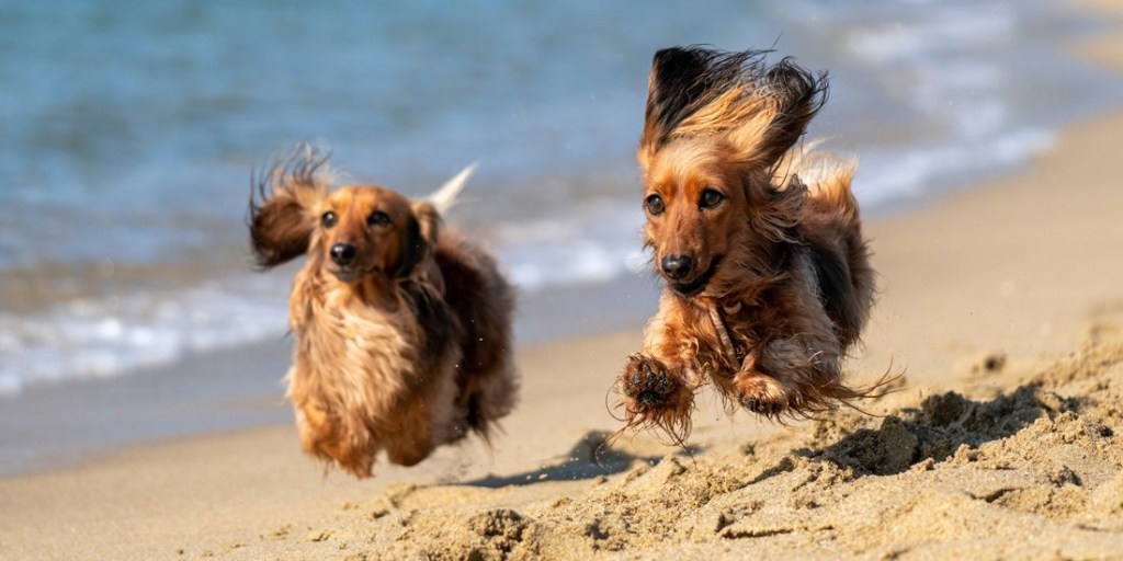 Thumbnail for Wanna go for a walk? A guide to the Gold Coast’s best off-leash dog parks and beaches