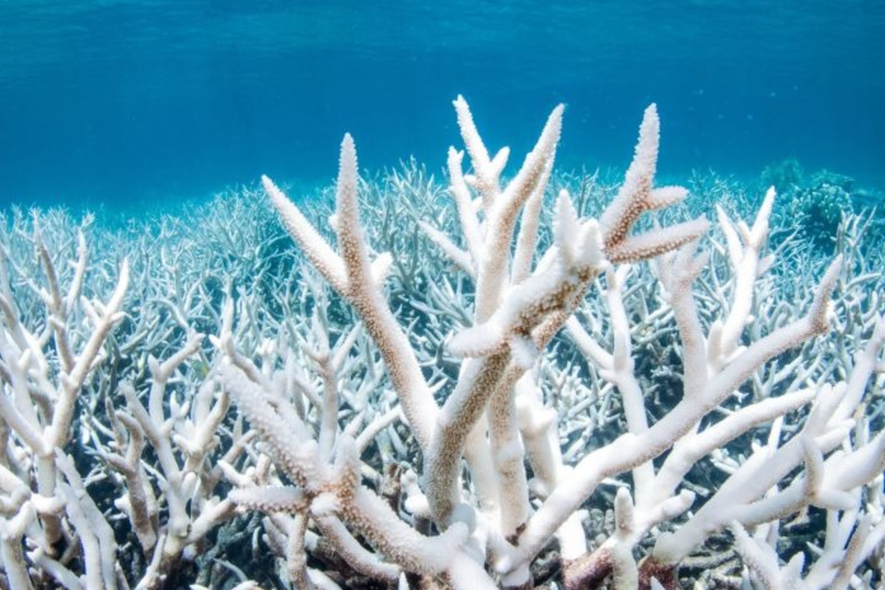 A coral bleaching event on the great barrier reef