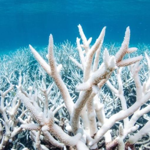 Thumbnail for Reef relief? Coral returns – but risks remain