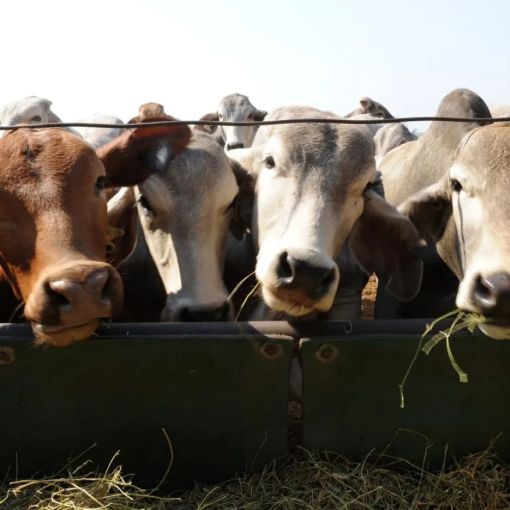 Thumbnail for Huge Qld cattle company bounces back after floods