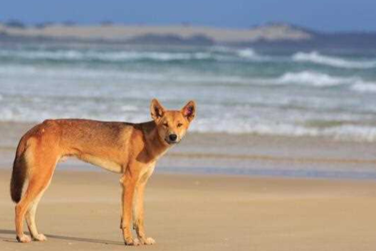 A woman was caught on dashcam giving food to a young dingo at an island tourist destination. Photo: supplied