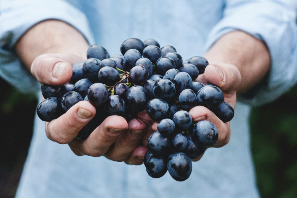 Thumbnail for ‘There’s no joy’: Riverland grape growers on the edge