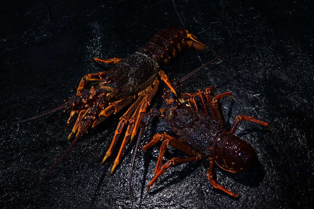 Thumbnail for Live lobsters back on Chinese menus as relations thaw