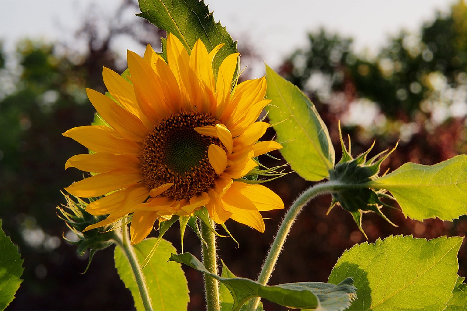 While we refer to the sunflower’s bloom in the singular, the head is a composite bloom filled with hundreds, even thousands, of tiny flowers called florets