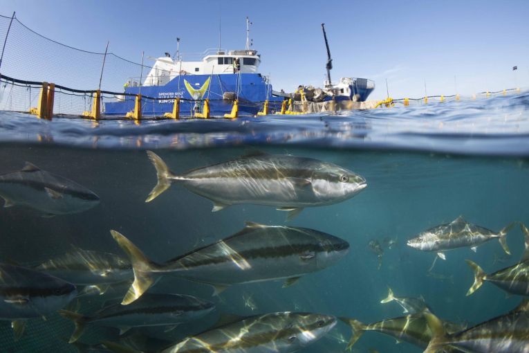 Thumbnail for Takeover of Adelaide fishing firm gets court approval