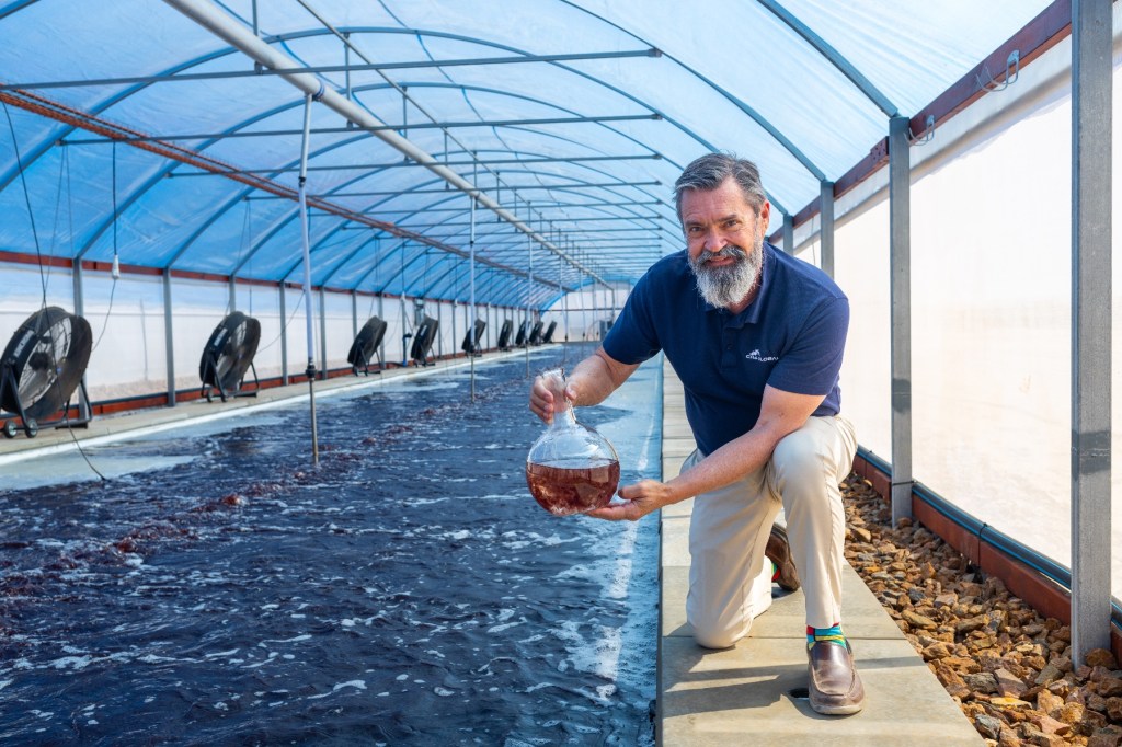 Thumbnail for Methane-busting seaweed production begins on the Eyre Peninsula