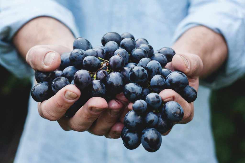 Thumbnail for South Australia leads nation in wine export value