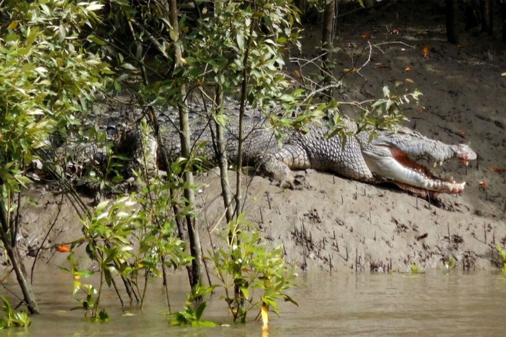 Thumbnail for Wildlife officers search for crocodile, rogue hunter in Townsville