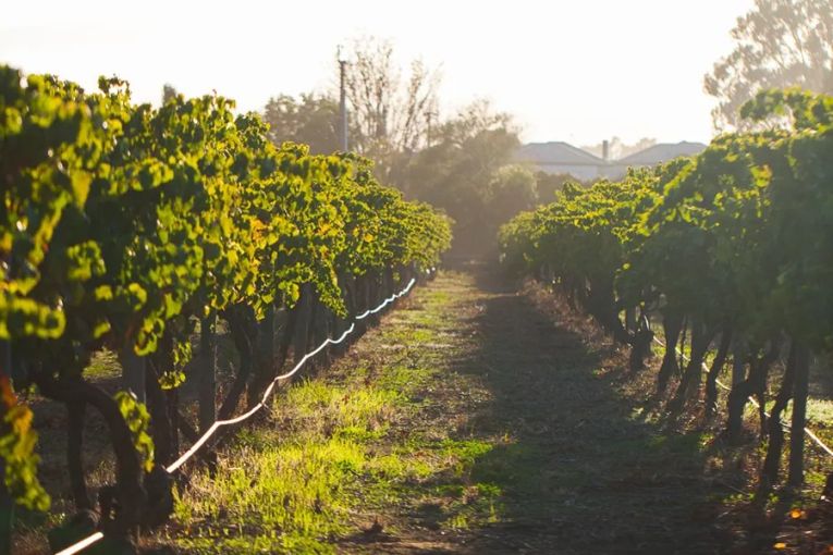 Thumbnail for Oldest city vineyard defies urban squeeze