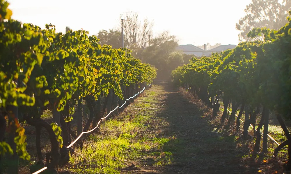 Thumbnail for Oldest city vineyard defies urban squeeze