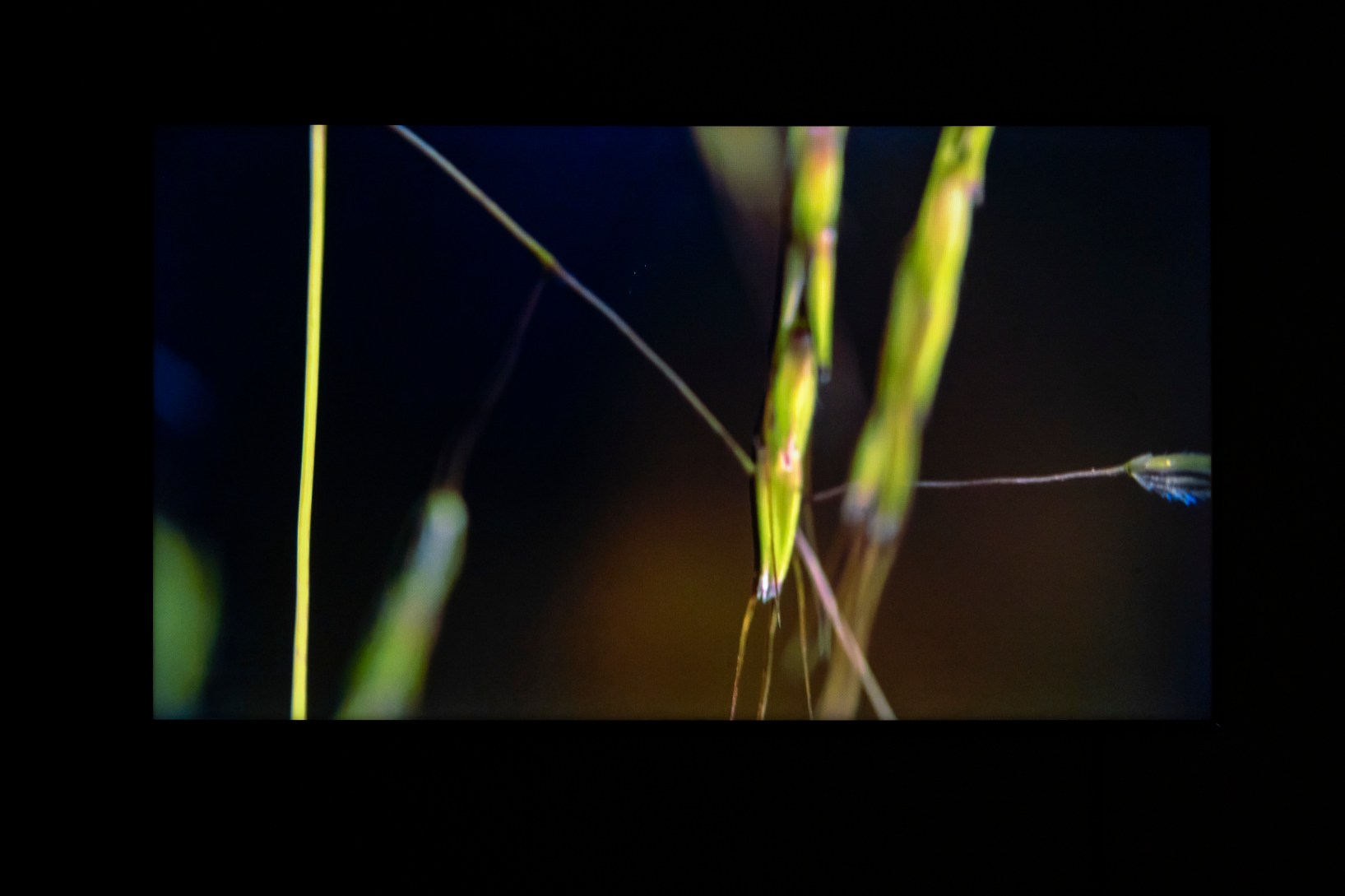Still image from video ‘Community of Care’ by Keith Armstrong that is part of the exhibition Carbon_Dating, now on at Tablelands Regional Gallery, Atherton. Photo: Louis Lim.


