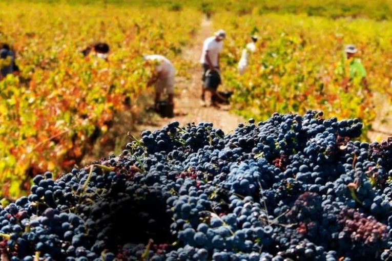 Thumbnail for ‘Disappointing but not unexpected’: SA wine export value drops by $88m