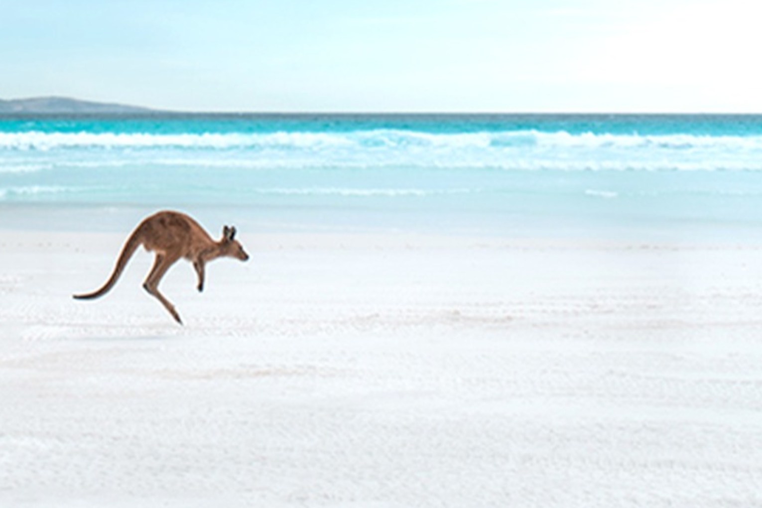 Lucky Bay is not just known for its powdery white sand, but also for the kangaroos. 