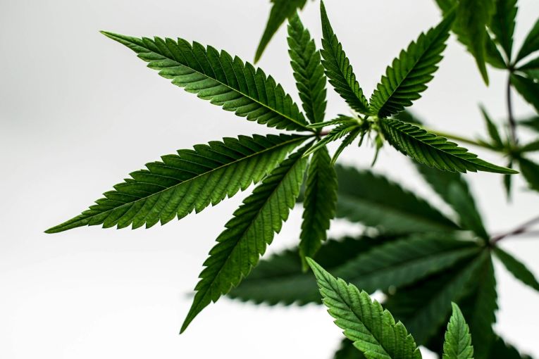 Thumbnail for The regulator is clamping down on medicinal cannabis. Here’s why