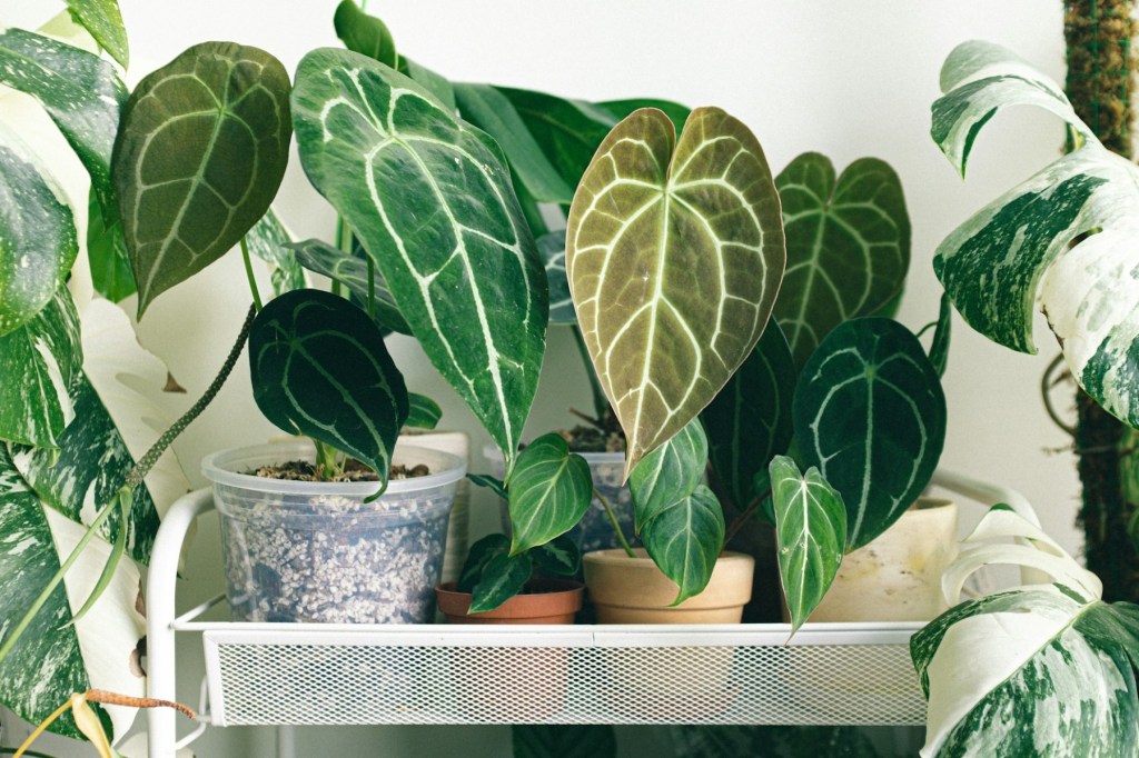 Thumbnail for Caring for your indoor plants during summer