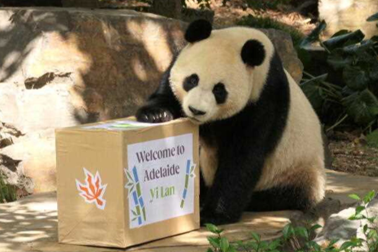 Giant pandas Yi Lan and Xing Qiu have attracted large crowds to Adelaide Zoo since their debut in January. Image: Zoos South Australia