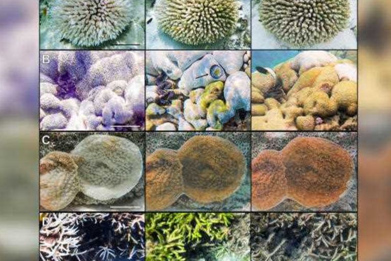 Thumbnail for ‘Catastrophic’ damage to reefs from ocean heatwaves