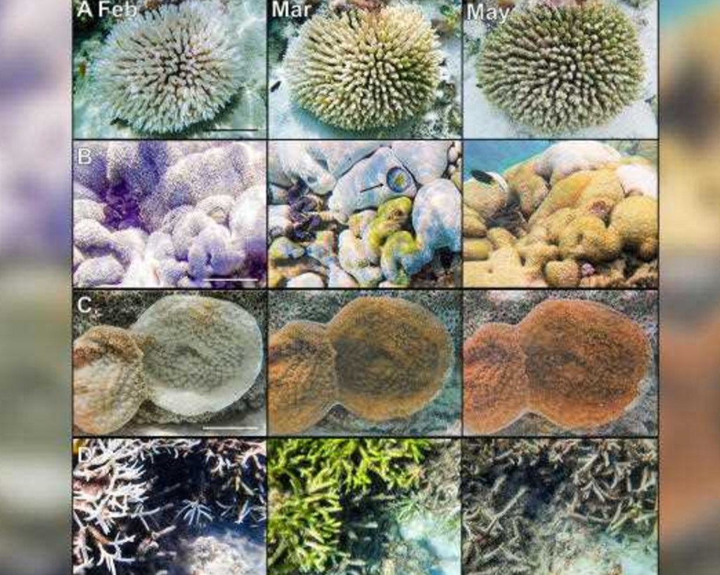 Thumbnail for ‘Catastrophic’ damage to reefs from ocean heatwaves