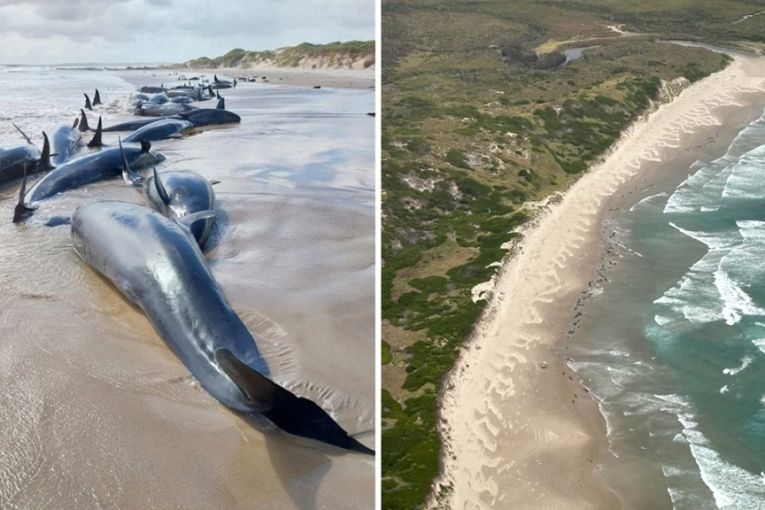 Thumbnail for Grim end to stranding of false killer whales