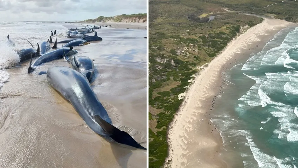 Thumbnail for Grim end to stranding of false killer whales