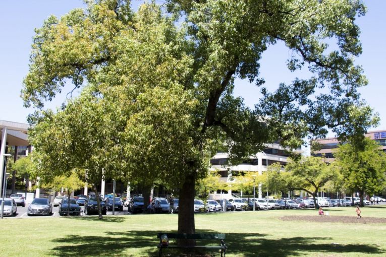 Thumbnail for Are SA’s tree canopy targets tall enough?