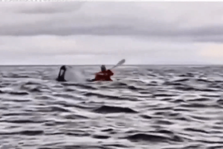 Thumbnail for Kayaker survives being swallowed by humpback whale