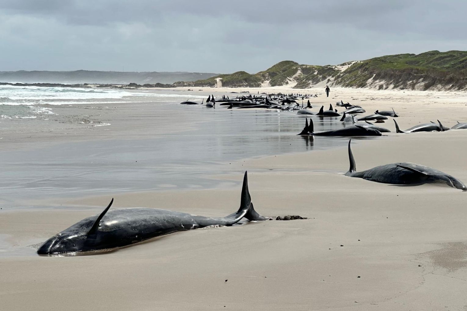 Image: Department of Natural Resources and Environment Tasmania via AAP