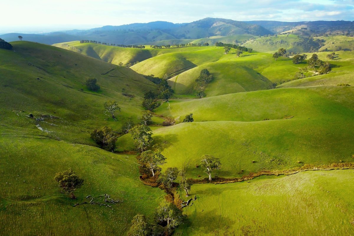 Steingarten, Rowland Flat. Photo credit: Olivia Reynolds