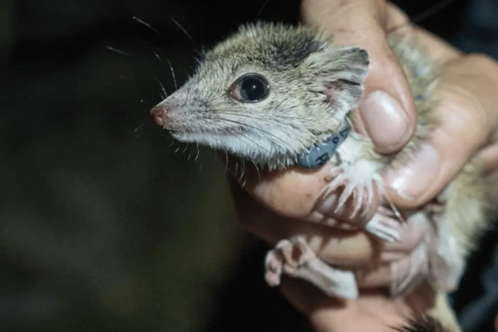 A kowari ready to be released. Photo: Ines Badman