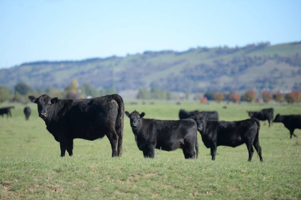 Thumbnail for Cheap loans to keep emission-busting farmers profitable